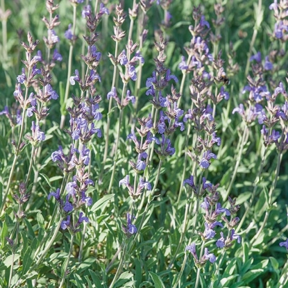 Picture of Sage, Spanish
